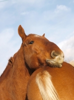 Picture of Suffolk Punch resting on another rear