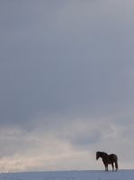 Picture of Suffolk Punch silhouette