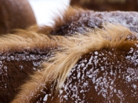 Picture of Suffolk Punch, snowy backs