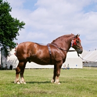 Picture of suffolk punch stallion at norwich show