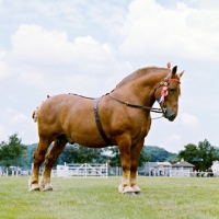 Picture of suffolk punch stallion at show