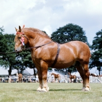 Picture of suffolk punch stallion at show