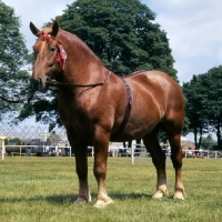 Picture of suffolk punch stallion at show