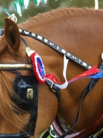 Picture of Suffolk Punch with blinkers and rosette