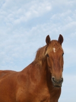 Picture of Suffolk Punch with blue sky background