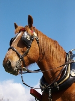 Picture of Suffolk Punch with bridle and blinkers
