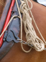 Picture of Suffolk Punch with ploughing gear