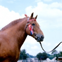 Picture of suffolk punch with rosettes, portrait