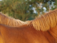 Picture of Suffolk Punches backs