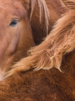 Picture of Suffolk Punches, close up