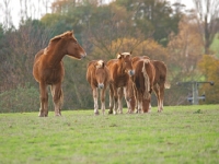 Picture of Suffolk Punches, different ages