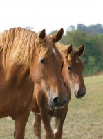 Picture of Suffolk Punches, different ages