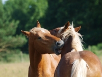 Picture of Suffolk Punches grooming each other