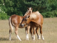 Picture of Suffolk Punches grooming each other