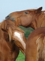 Picture of Suffolk Punches grooming each other