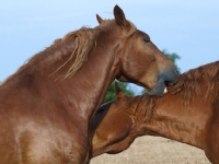 Picture of Suffolk Punches grooming, nibbling