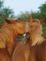 Picture of Suffolk Punches grooming