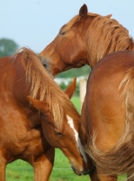 Picture of Suffolk Punches grooming