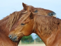 Picture of Suffolk Punches grooming