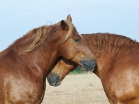 Picture of Suffolk Punches grooming