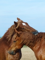 Picture of Suffolk Punches grooming