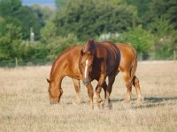Picture of Suffolk Punches in field