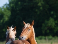 Picture of Suffolk Punches liking each other