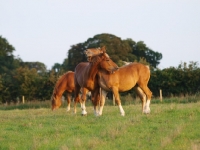 Picture of Suffolk Punches together in field