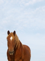 Picture of Suffolk Punch