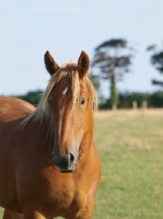Picture of Suffolk Punch