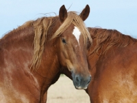 Picture of Suffolk Punch