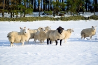 Picture of Suffolk Ram and Texel ewes