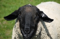 Picture of Suffolk ram, portrait