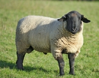Picture of suffolk ram