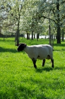 Picture of Suffolk sheep in spring