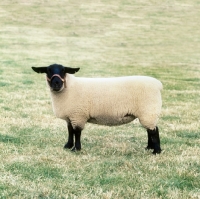 Picture of suffolk sheep looking at camera