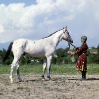 Picture of sumbul, lokai stallion at dushanbe, handler traditional clothing