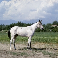 Picture of sumbul, lokai stallion with unusually marked coat at  dushanbe