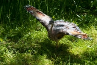 Picture of sunbittern bird with wings spread