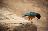 Picture of Superb Starling looking for food on a rock in Kenya.