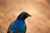 Picture of Superb Starling on a rock in Kenya