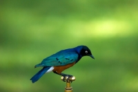 Picture of superb starling perched on tap