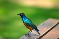 Picture of superb starling standing on table