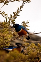 Picture of Superb Starlings sitting in a bush in Kenya