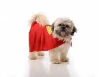 Picture of superhero Shih Tzu