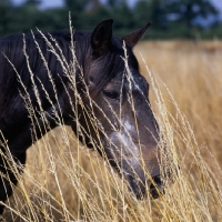 Picture of surprise, 30 year old new forest pony, portrait with dry grass,