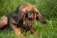 Picture of surprised Bloodhound looking at the ground