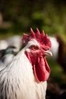 Picture of Sussex cockerel, portrait