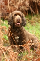 Picture of Sussex Spaniel in autumn