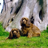 Picture of sussex spaniel male and female